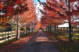 Red Autumn 