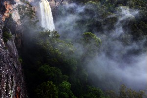 Jungle Misting