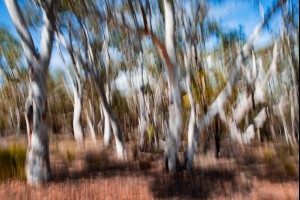 The White Gums 