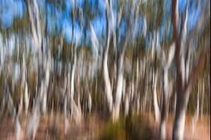 Native Gums