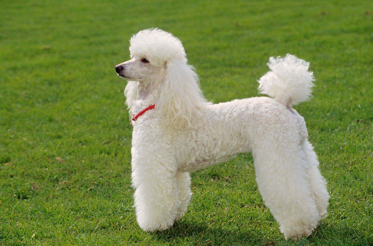 BST +100 Hình Ảnh Chó Poodle Đẹp Nhất Hiện Nay