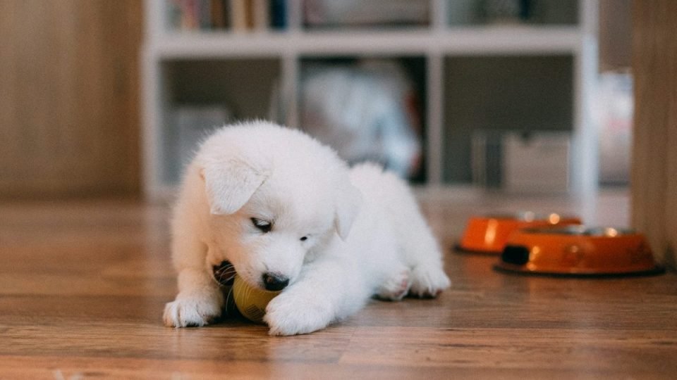 Các bạn yêu mèo, yêu chó đáng yêu có thể tham khảo lựa chọn hình nền chó con dễ thương, sẽ mang đến cho bạn một không gian làm việc, học tập với sự nhẹ nhàng, tươi sáng, giúp tinh thần thoải mái, sáng tạo.