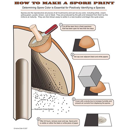 How to make a mushroom spore print