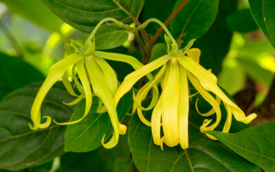 hoa ylang