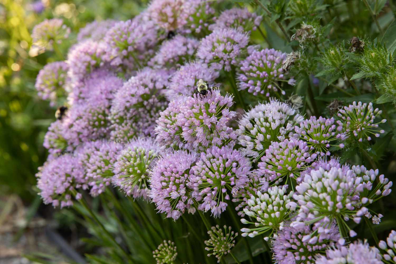 What Plant Keeps Mosquitoes Away