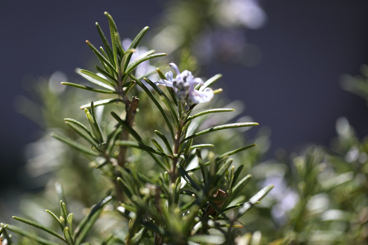 Why Is My Rosemary Plant Turning Brown