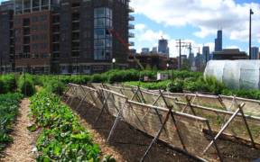 New crops Chicago urban farm e1598639925877