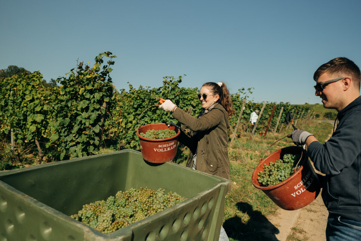 Thai food tests the battle of the rieslings