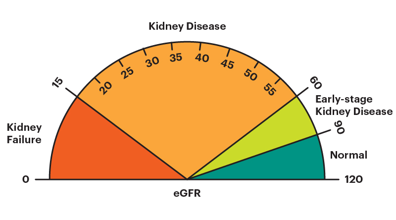 All you need to know about chronic kidney disease - Chronic Kidney ...