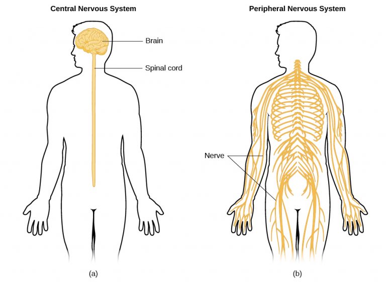 The Nervous System Class 5 Notes - CBSE Class Notes Online - Classnotes123