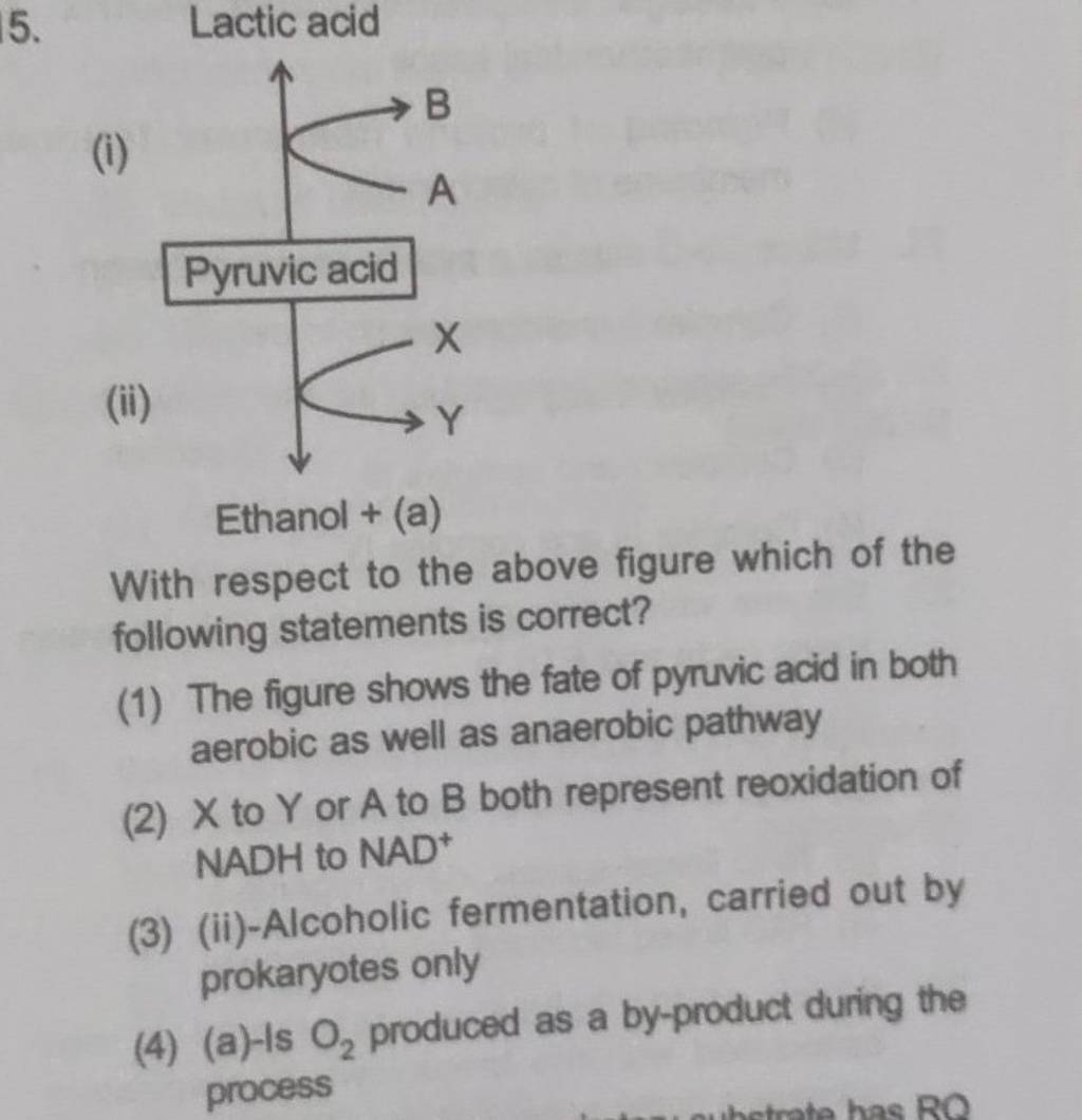 Lactic acid (i) Pyruvic acid (ii) Ethanol + (a) With respect to the ab