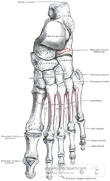 Anatomy Illustrations-Morris human anatomy The Left Foot Dorsal surface