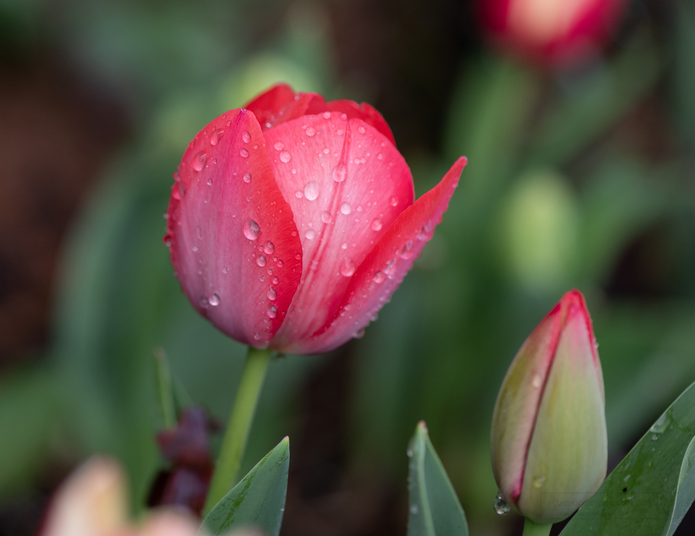 Flower Pictures-tulip flower and emerging tulip flower image 5153