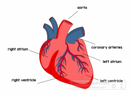 Anatomy Clipart - anatomy-heart-labeled-clipart - Classroom Clipart