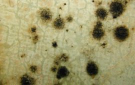 Facts about Cladosporium Mold and How to Remove It