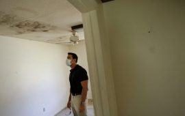 The Effects of Breathing in Mold