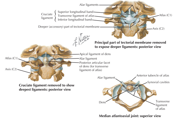 Spine | Clinical Gate