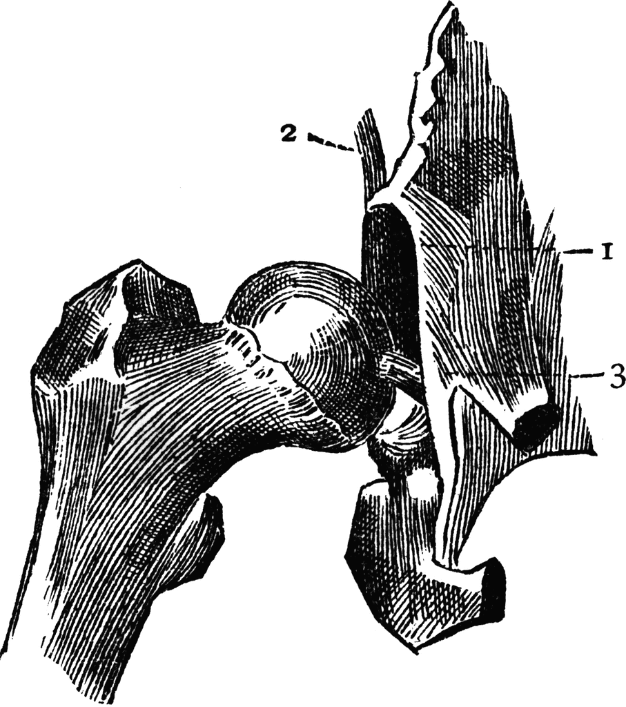 Free Hip Joint Cliparts, Download Free Hip Joint Cliparts png images ...