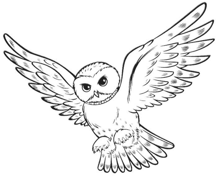 drawing harry potter owl - Clip Art Library