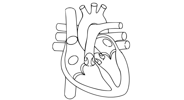 Free Human Heart Sketch Diagram, Download Free Human Heart Sketch ...