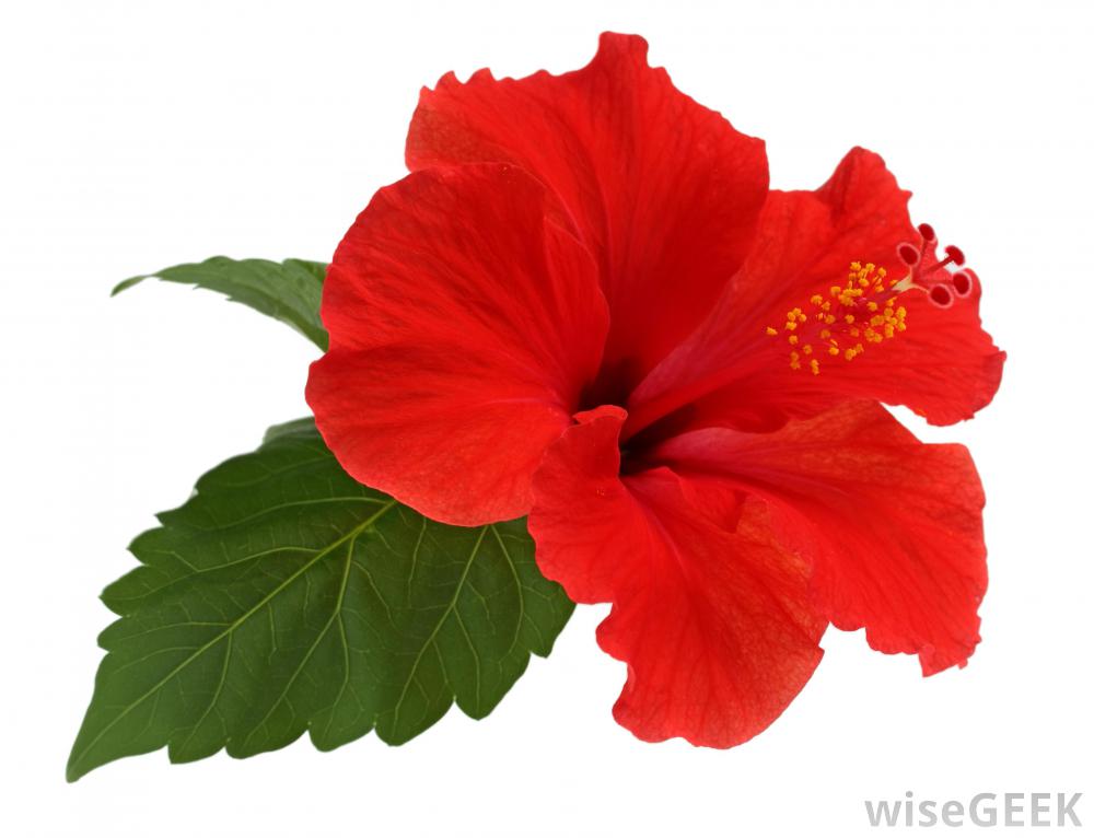 Free Hawaiian Flower, Download Free Hawaiian Flower png images, Free ...