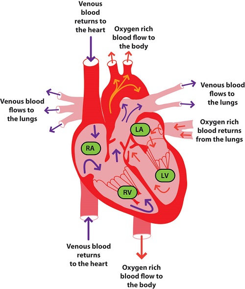 Free Unlabeled Heart Diagram, Download Free Unlabeled Heart Diagram png ...