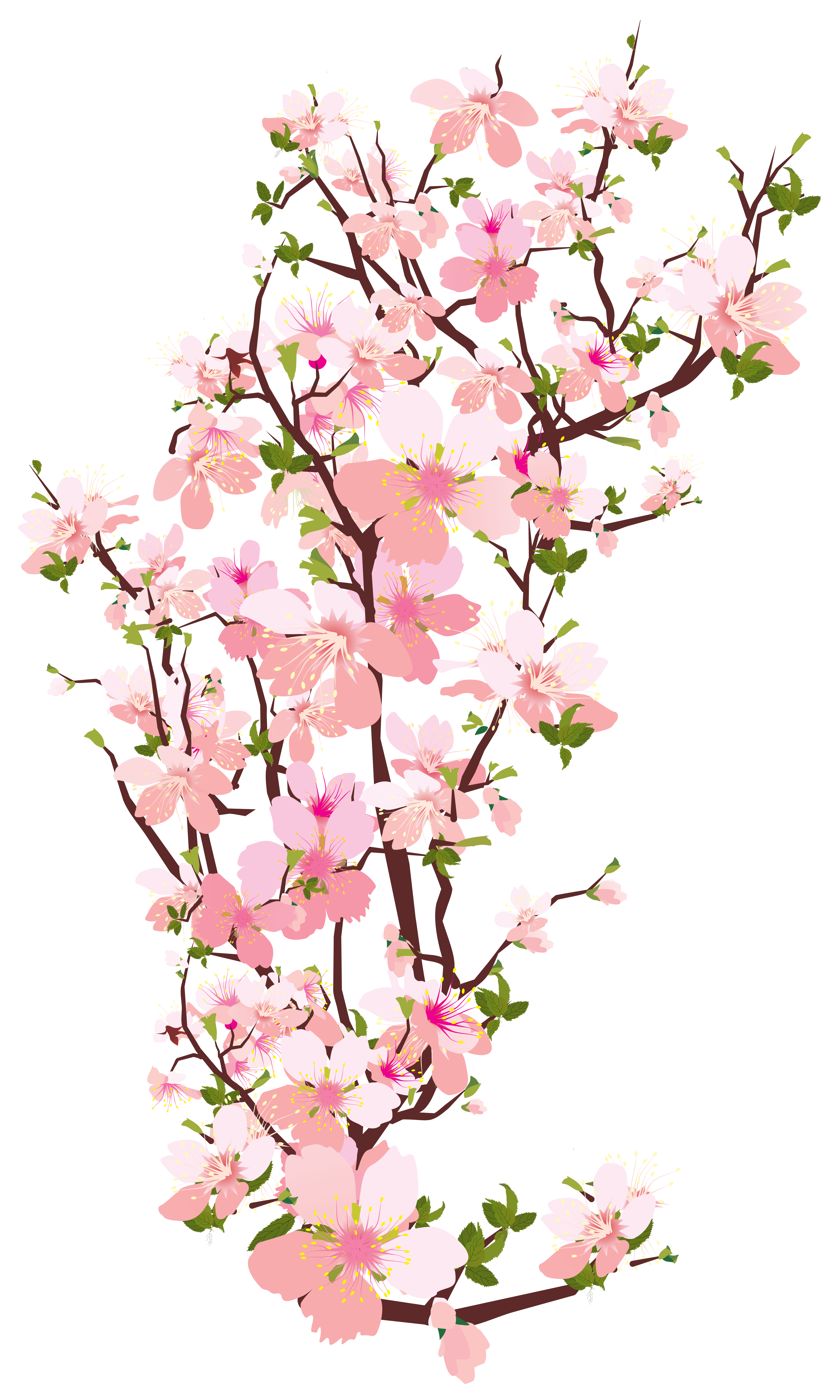 Cherry Blossom Branch Clipart Transparent Png Hd Red Cherry Blossom ...