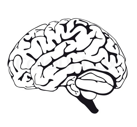 Free Brain Drawing Cliparts, Download Free Brain Drawing Cliparts png ...