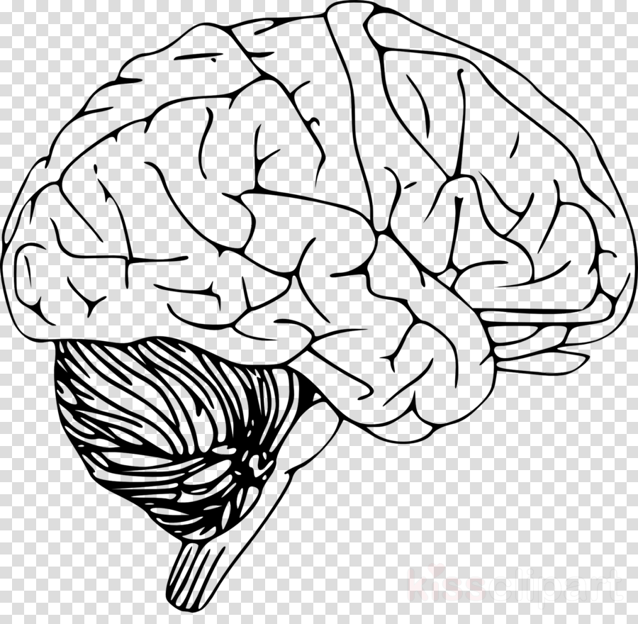 Transparent Brain Drawing Png Meaningful Top Pencil Drawings Clipart ...