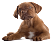 2 dog png image picture download dogs