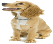 27 dog png image