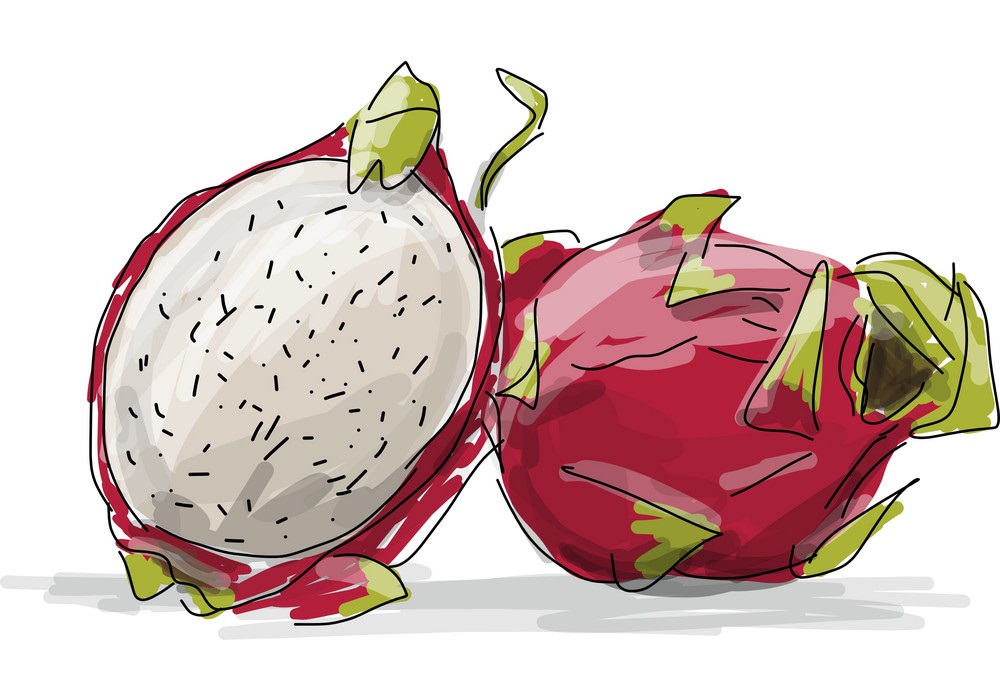 doodle dragon fruit