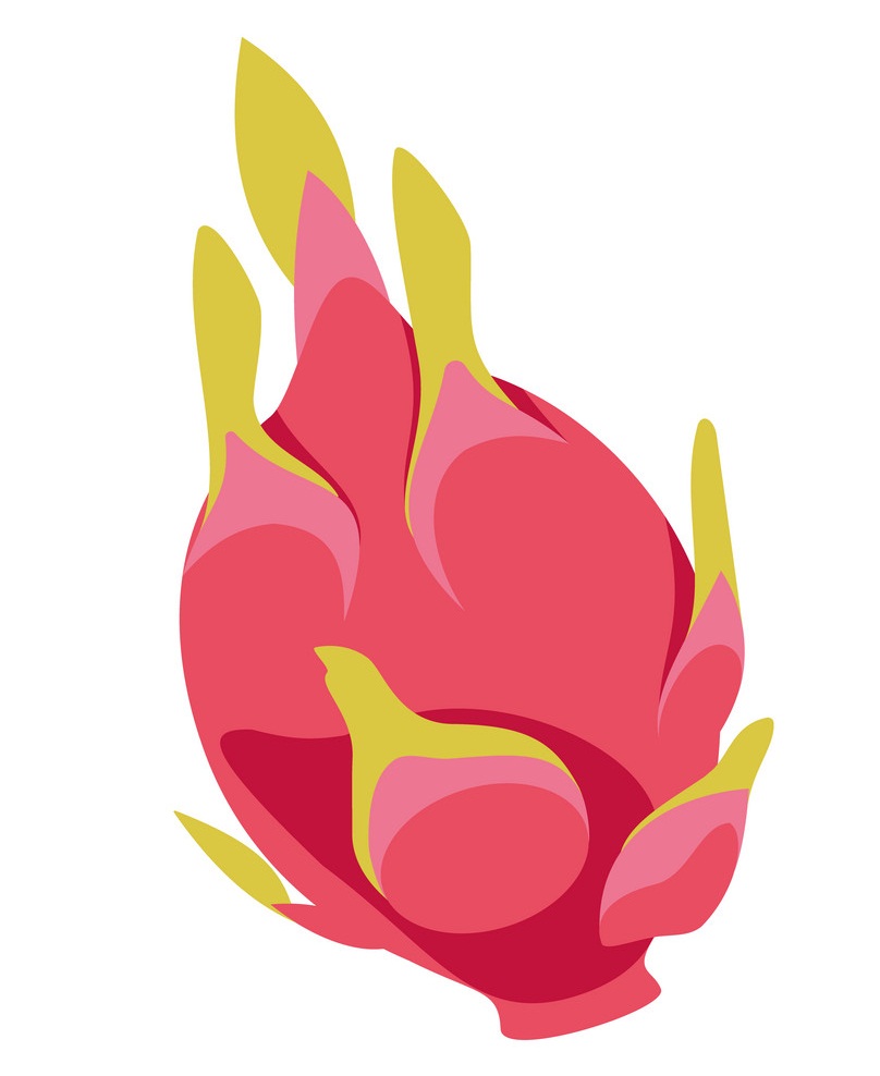 dragon fruit flat design