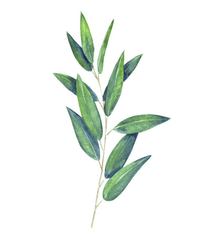 Eucalyptus Leaves clipart 1