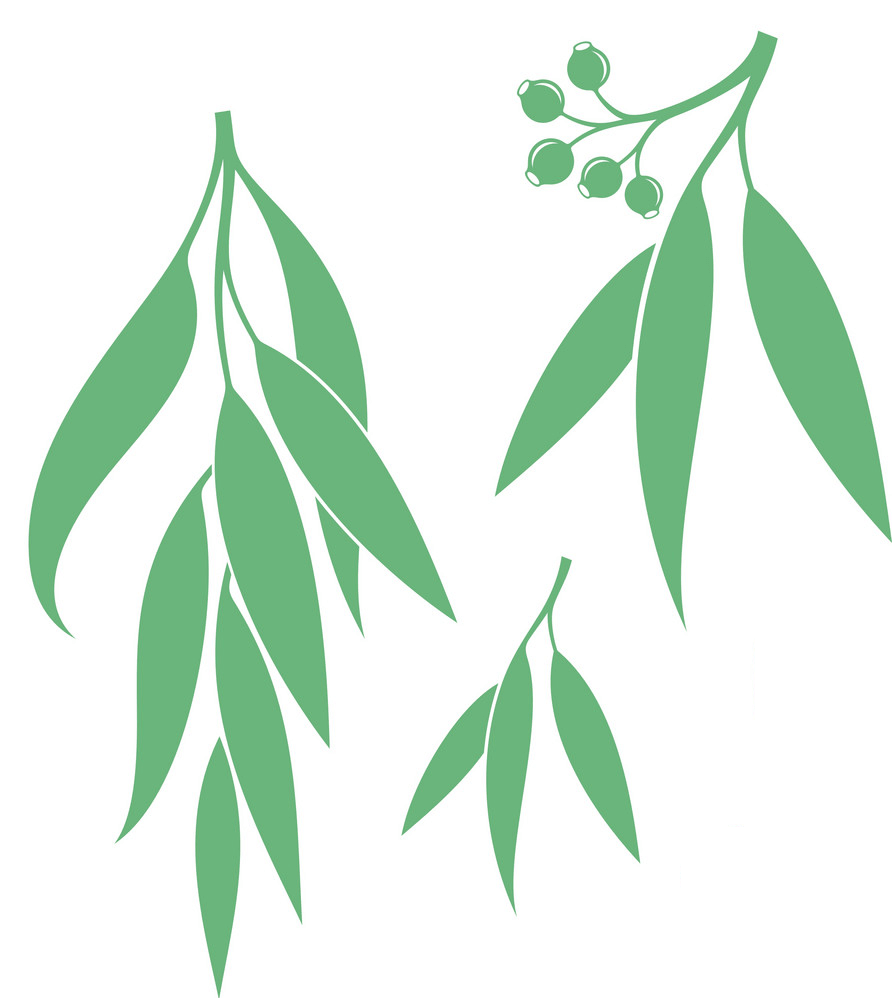 Eucalyptus Leaves clipart 3