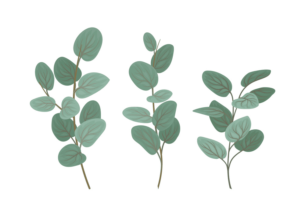 Eucalyptus Leaves clipart free