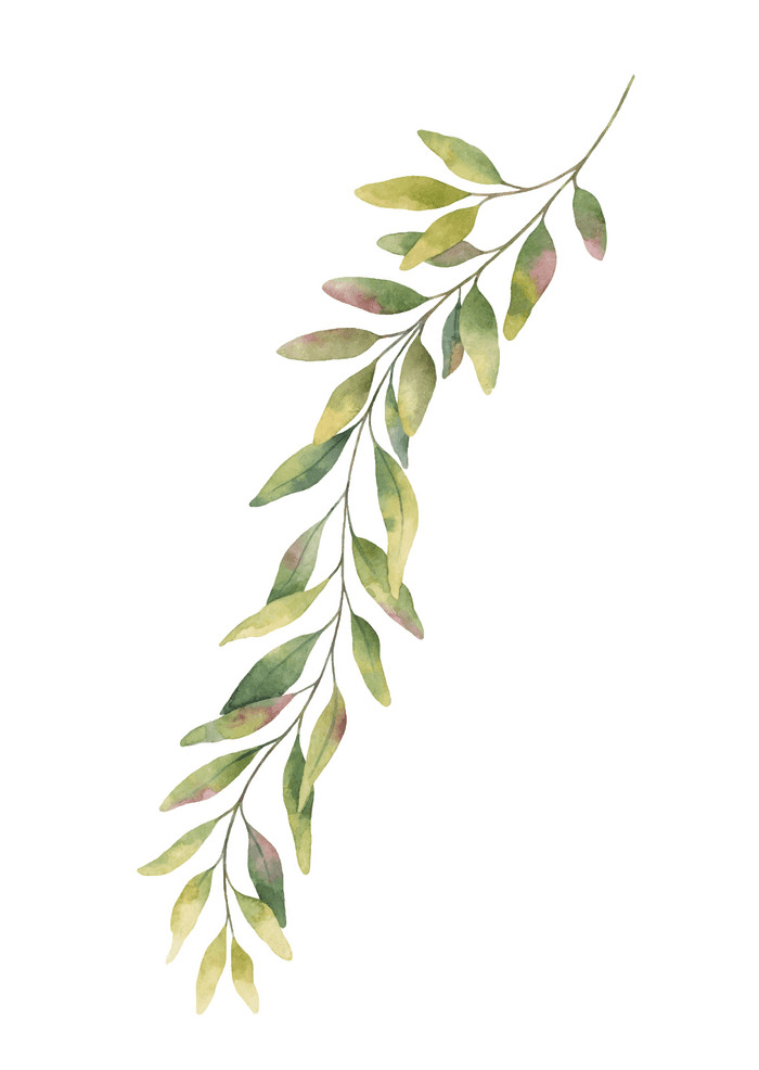 Eucalyptus clipart 7