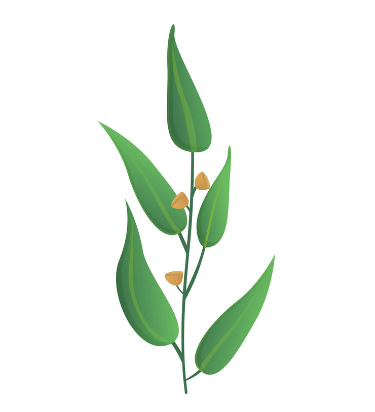 Green Eucalyptus Leaves clipart