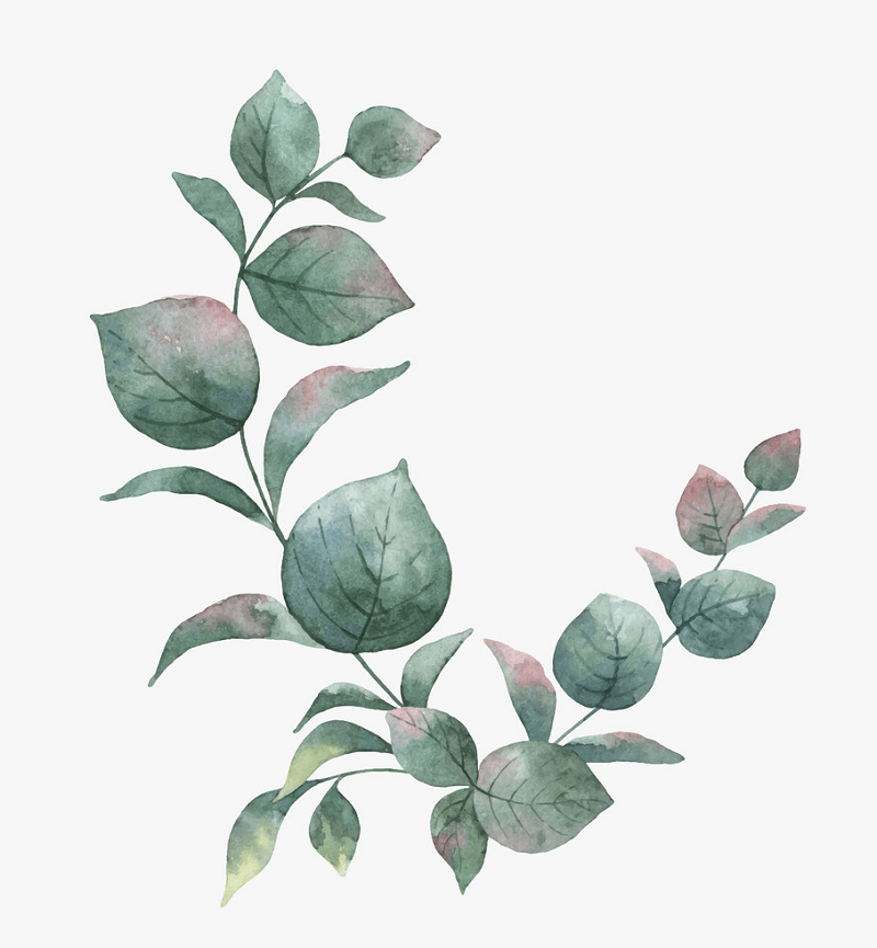 Green Eucalyptus clipart png