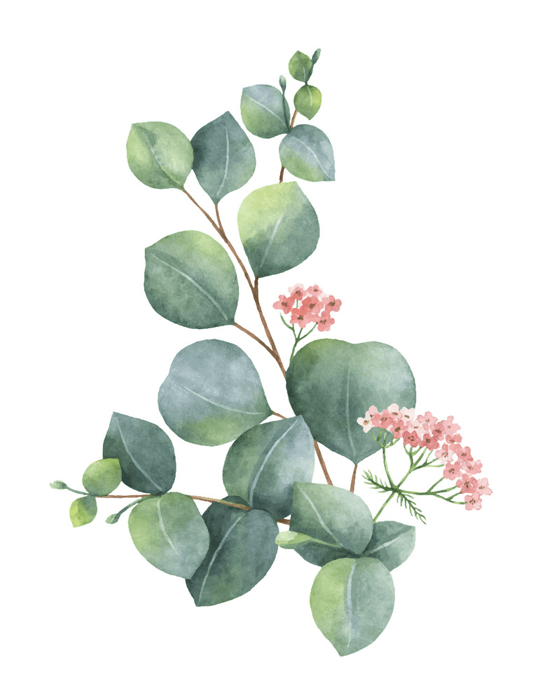 Watercolor Eucalyptus clipart 1