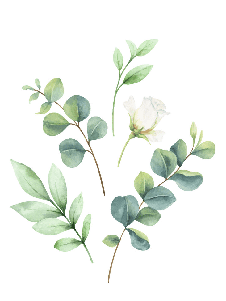 Watercolor Eucalyptus clipart 4