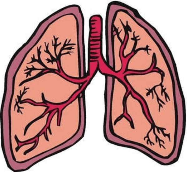 Lungs Clipart Free