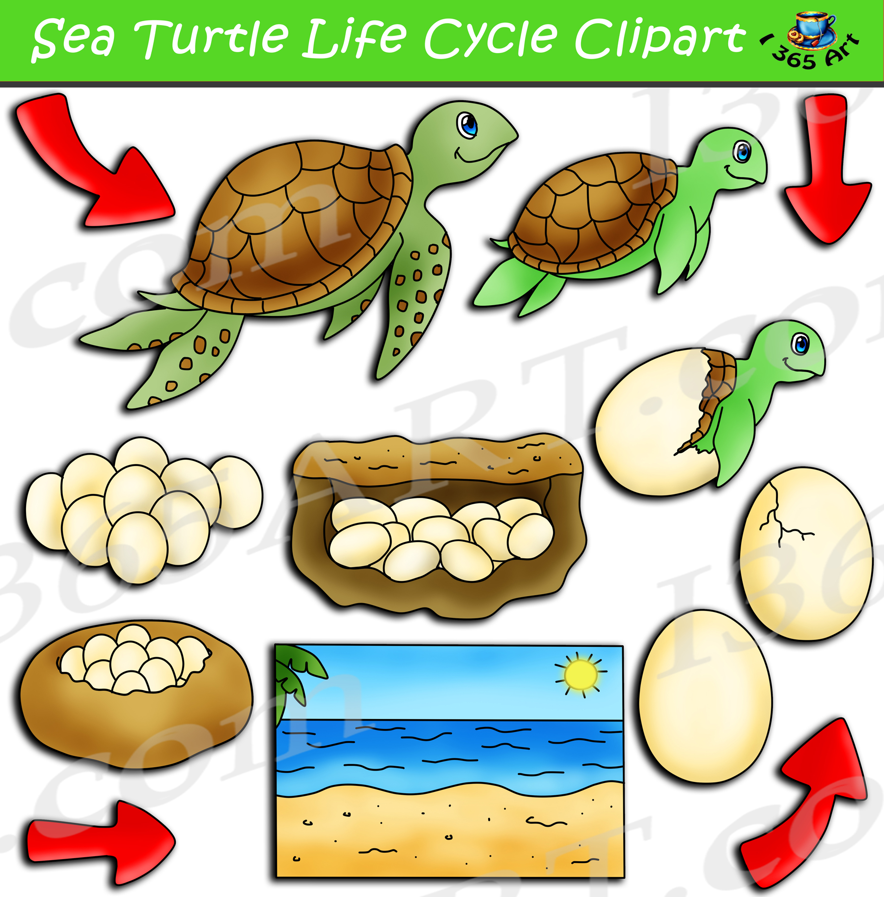 Printable Sea Turtle Life Cycle Mat Resource Twinkl USA, 53% OFF