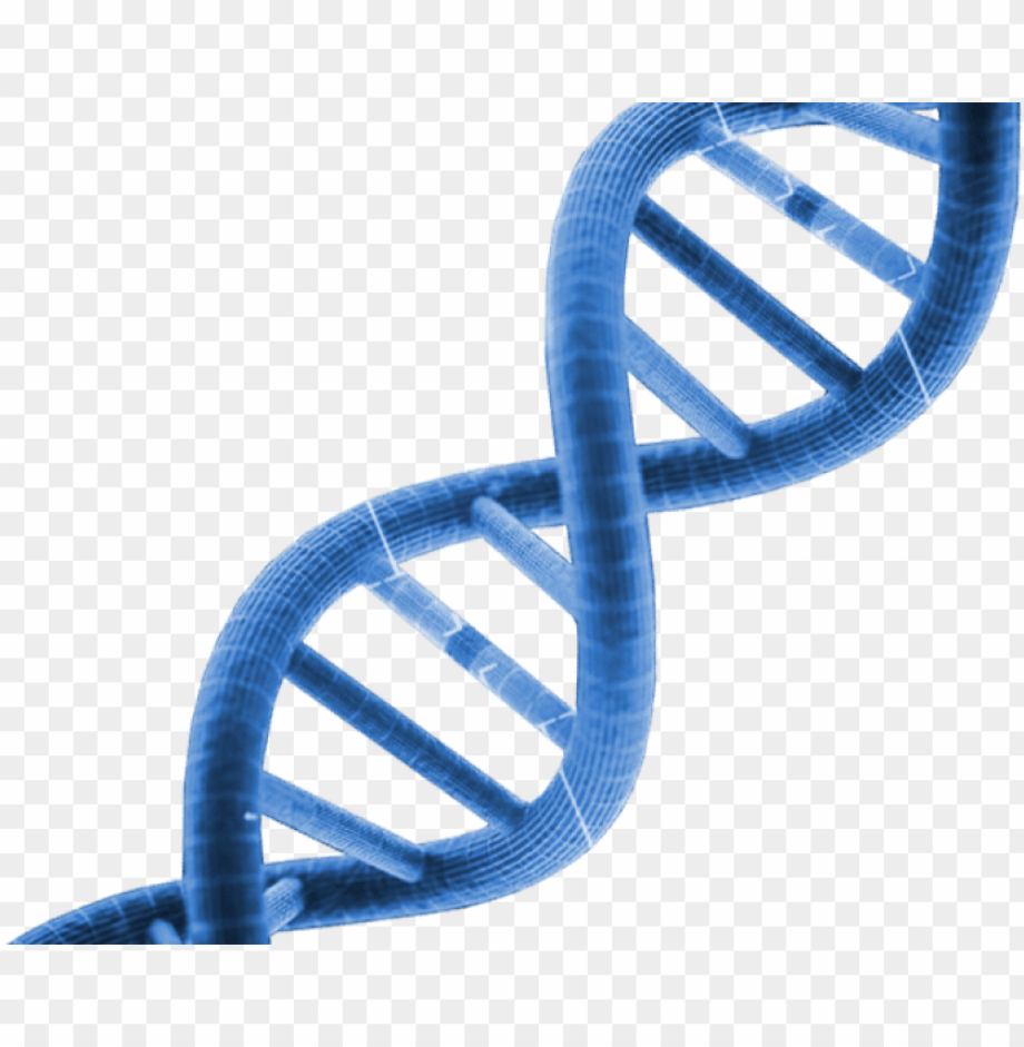 Download High Quality dna clipart transparent Transparent PNG Images ...