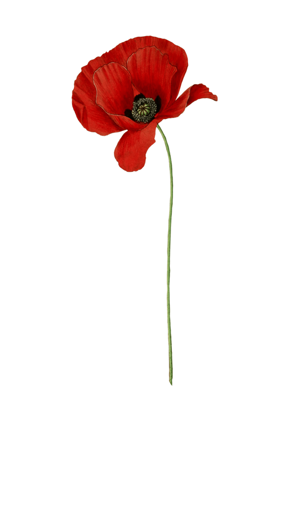 Remembrance poppy png transparent - perecovers