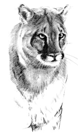 Cougar clip art download