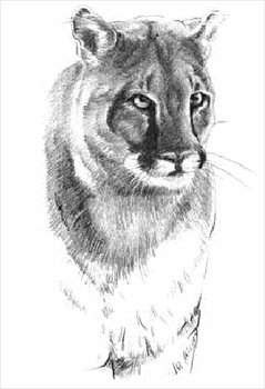 Free cougars clipart graphics images and photos