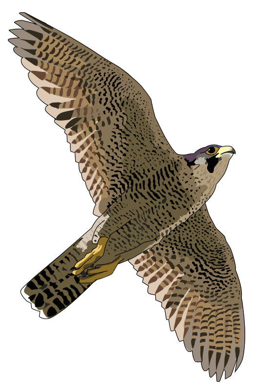 Falcon clipart 7