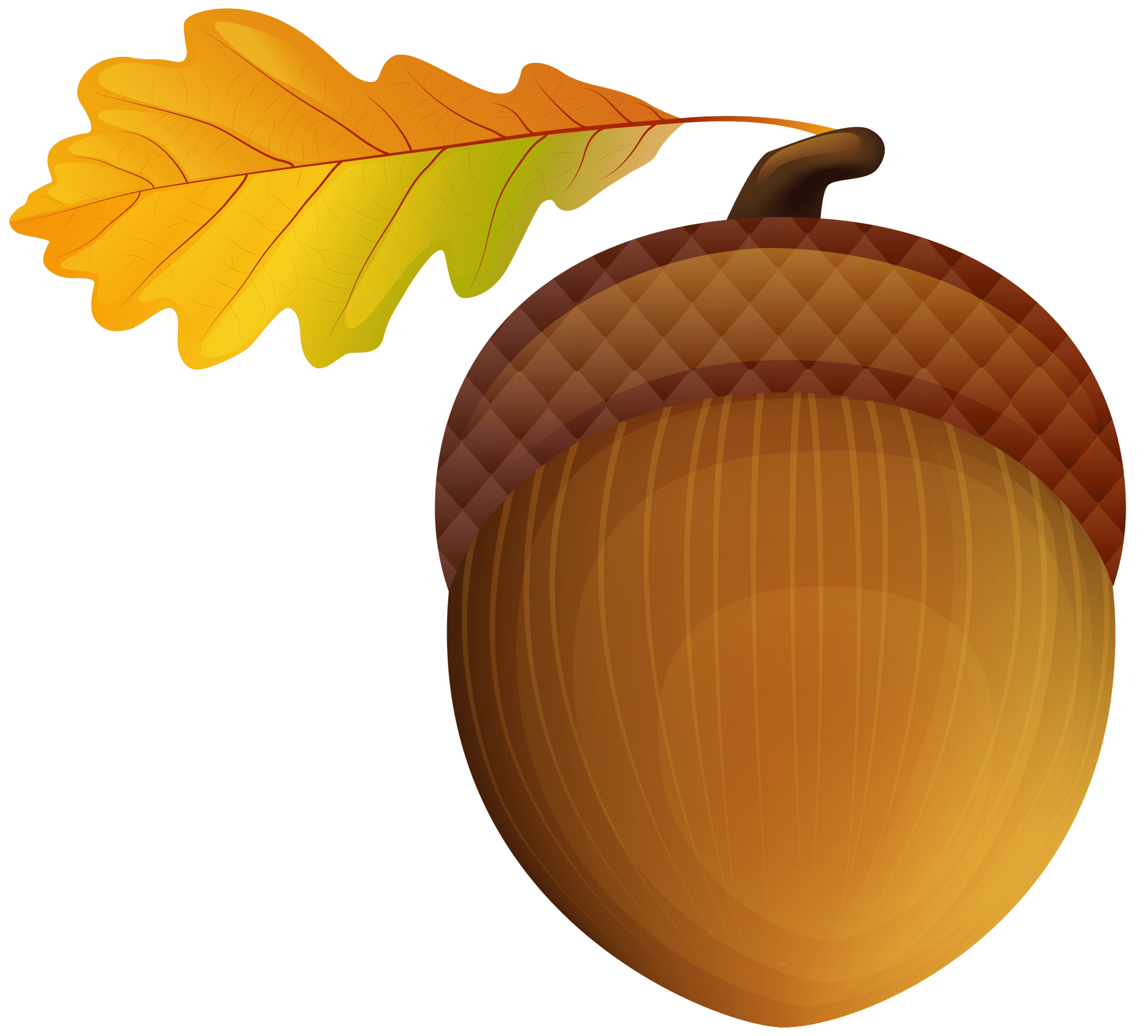 Acorn clipart image high