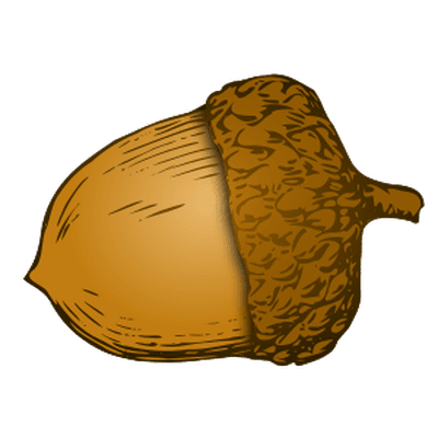 Acorn clipart picture